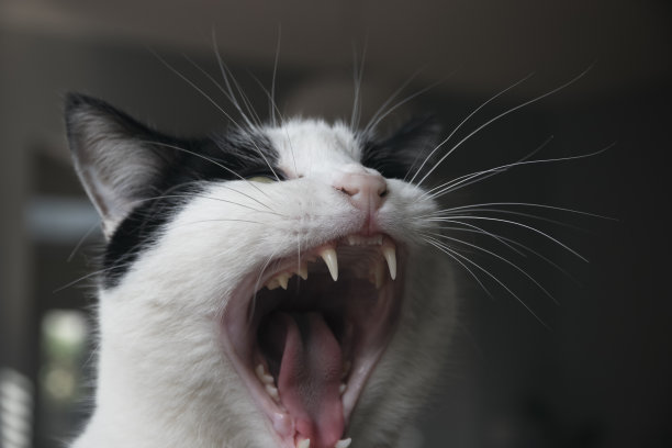一张黑白相间的猫打哈欠的特写图片下载