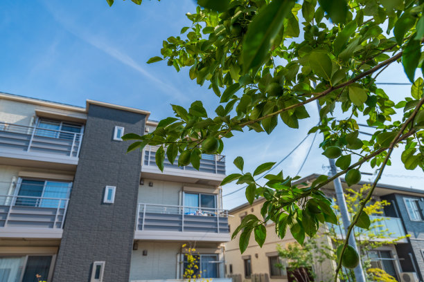 日本菜园里的柠檬和柿子图片下载