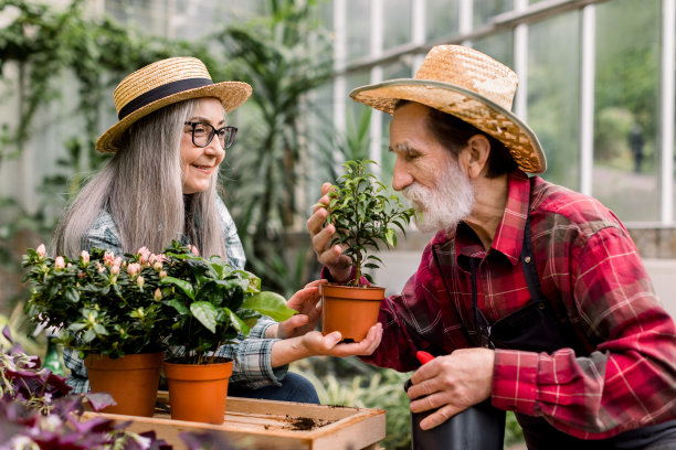 园艺的概念。一对迷人的快乐的老年夫妇，戴着草帽，穿着格子衬衫，享受着他们在橘园的工作，谈论着装饰性的幼苗和开花植物图片下载