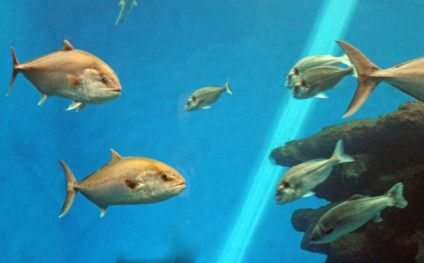 金枪鱼鱼在海洋水下游泳称为蓝鳍金枪鱼-库存照片，库存照片，图像图片图片下载