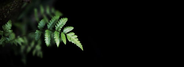 黑色背景上的蕨类叶子图片下载