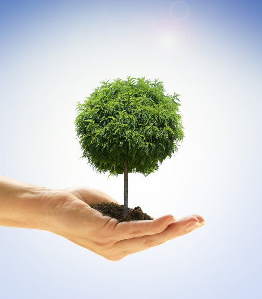 蓝色背景下手中的绿树图片下载