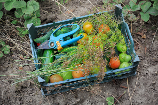 地上的绿盒子里放着新鲜的西红柿、西葫芦、小茴香和黄瓜图片下载