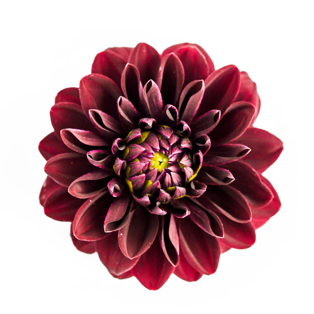 美丽的图案，栗色的花，大丽花和玫瑰花蕾孤立在白色的背景。平躺，俯视图图片下载