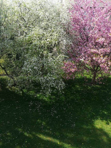 盛开的树木图片下载