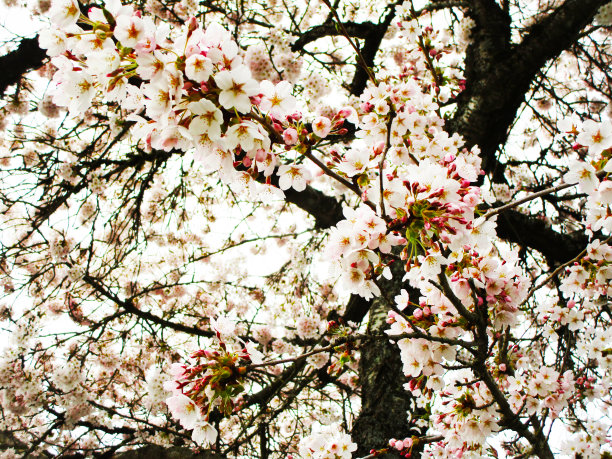 2020年4月，美丽的樱花在春天盛开图片下载