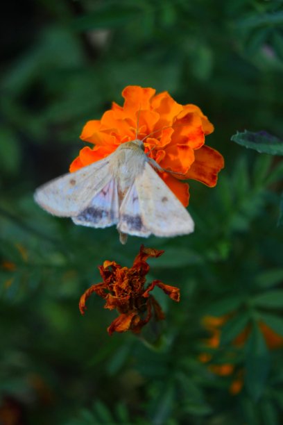 花上的蝴蝶图片下载