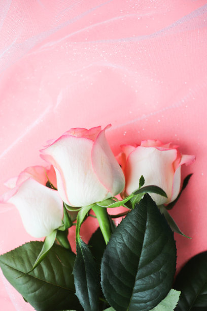 粉红色背景上的粉红色玫瑰图片下载