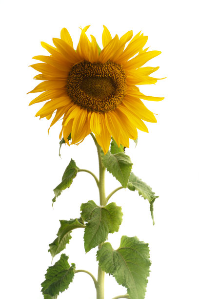 黄色向日葵孤立在白色上图片下载