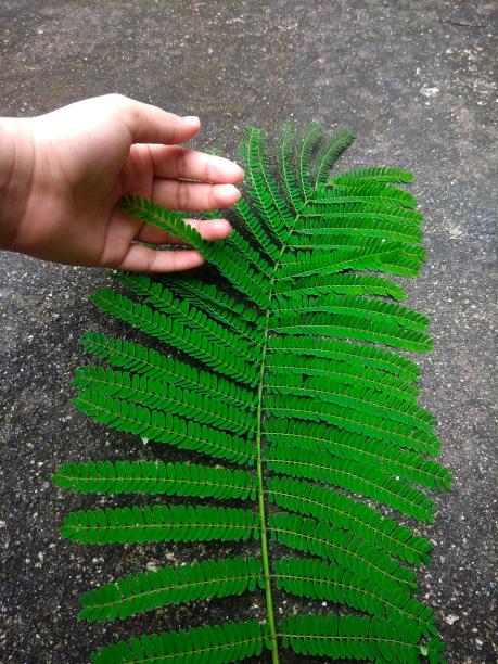 一只手握着充满活力的绿叶图片下载