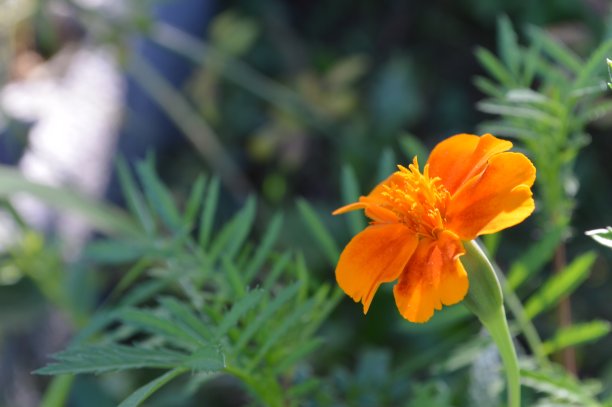 万寿菊(万寿菊，墨西哥万寿菊，阿兹特克万寿菊，非洲万寿菊)图片下载