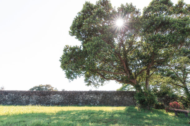 美丽的石墙和树木图片下载