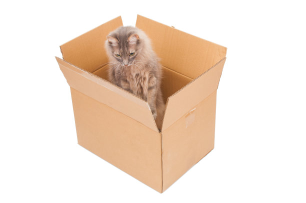 灰色的猫在纸板箱孤立在白色的背景图片下载