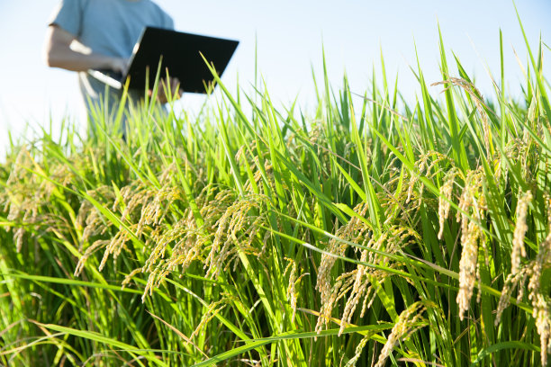 农民在稻田里使用电脑图片下载