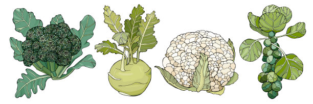 卷心菜图片下载