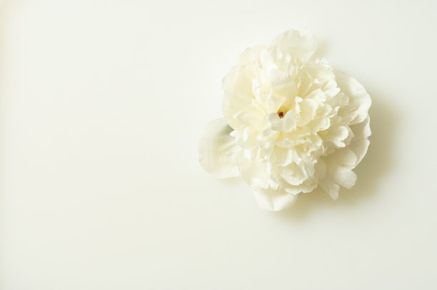 乳汁配白牡丹。美容水疗和花瓣健康治疗图片下载