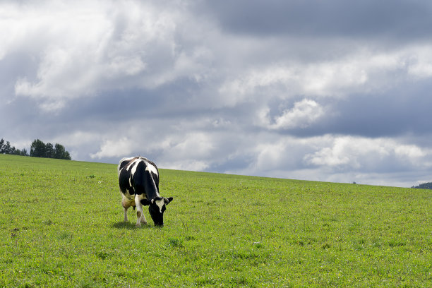 农村的场景，在多云的秋日，一头牛在农村的草地上吃绿草图片下载