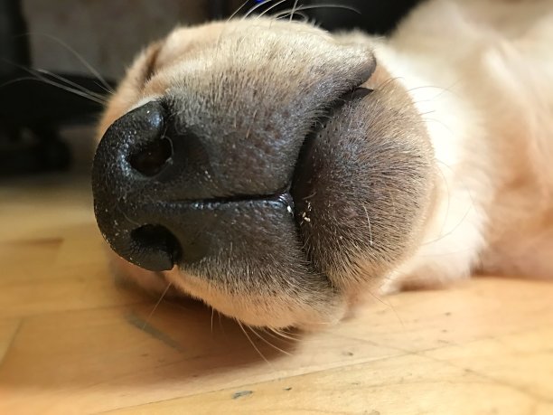 可爱的鼻子。图片下载