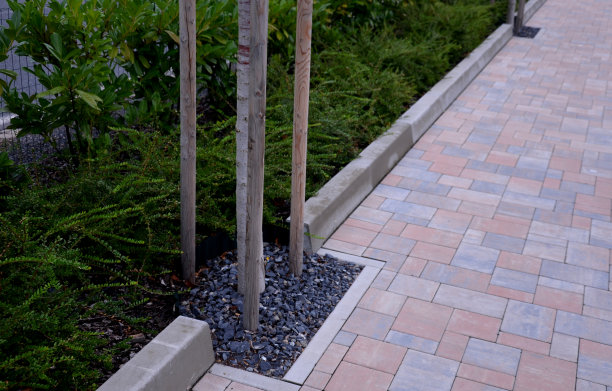 这棵树的位置在人行道上的边缘，覆盖着砾石棕色的互锁铺路的常绿灌木树篱图片下载