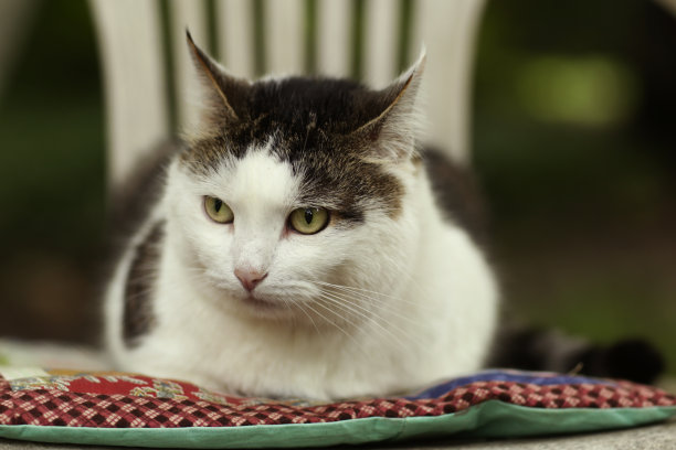 乡村有趣的猫户外特写照片放松在拼接枕头特写照片图片下载