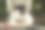 乡村有趣的猫户外特写照片放松在拼接枕头特写照片图片下载