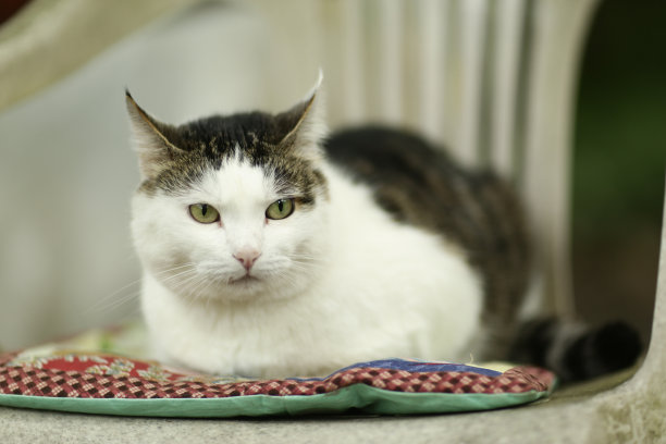 乡村有趣的猫户外特写照片放松在拼接枕头特写照片图片下载