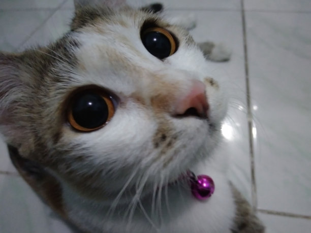 美丽的猫眼睛图片下载