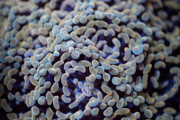 美丽的euphyllia在珊瑚礁水族馆缸内lps珊瑚。图片下载