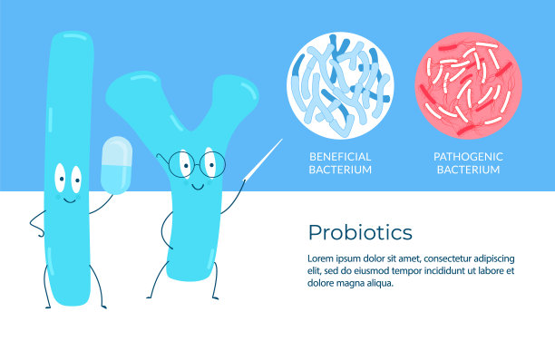 益生菌的概念。益生菌研究阳性和致病菌。可编辑的矢量图。模板为您的设计。图片下载