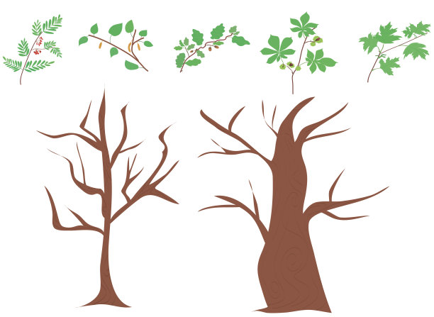 树木的细节:树干和树冠。森林树木的集合。图片下载