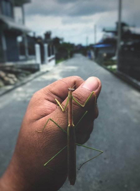 昆虫、手图片下载