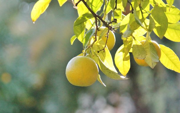 在西班牙塞维利亚的一棵树上生长的橙子图片下载