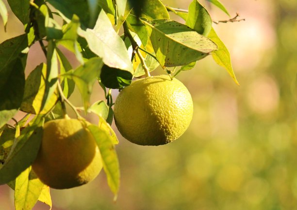 在西班牙塞维利亚的一棵树上生长的橙子图片下载