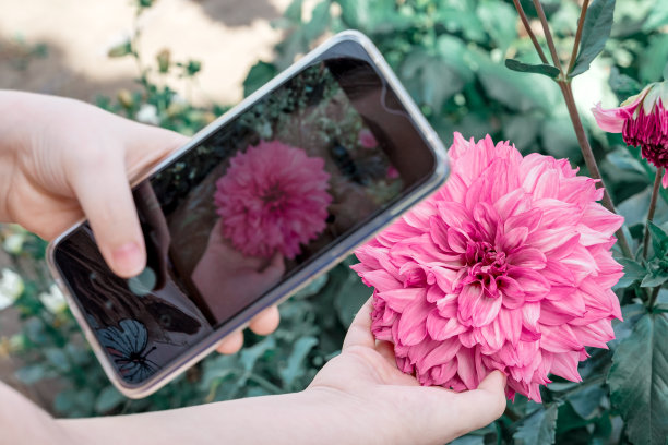 一只手拿着手机，正在和美丽的粉红色花朵大丽花拍照。图片下载