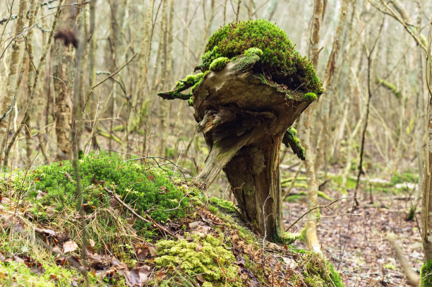 老树桩上长满苔藓，密林中长满青苔图片下载