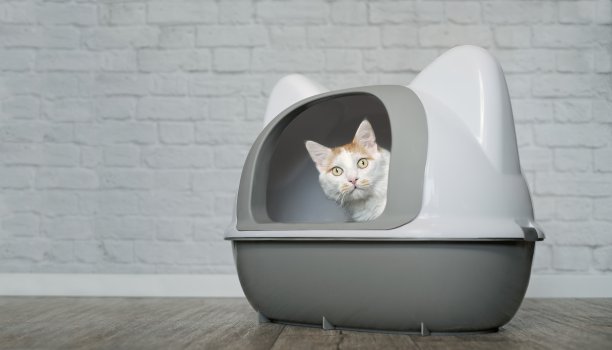 可爱的虎斑猫坐在一个封闭的小盒子里，好奇地向外张望。图片下载