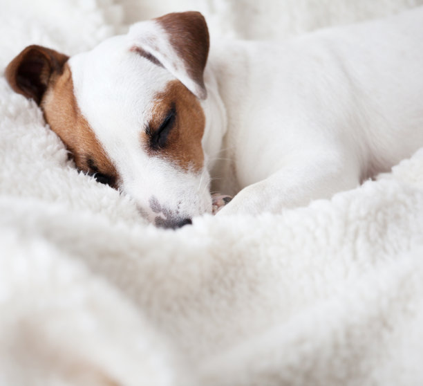 狗在床上睡觉图片下载