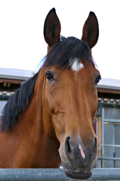 正面肖像友好的栗色马与耳朵竖起了户外在他的马厩图片下载