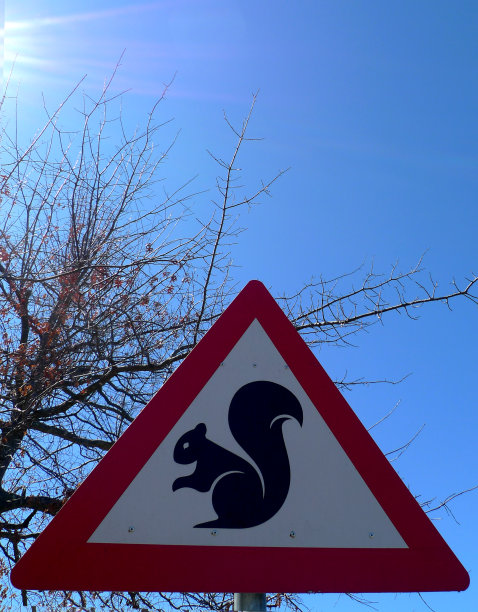 在橡树旁照顾松鼠是一个危险的标志，橡树是松鼠的自然栖息地图片下载