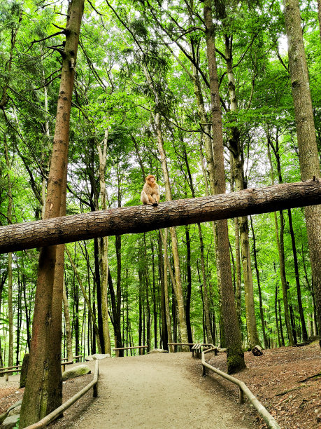森林中的猴子图片下载