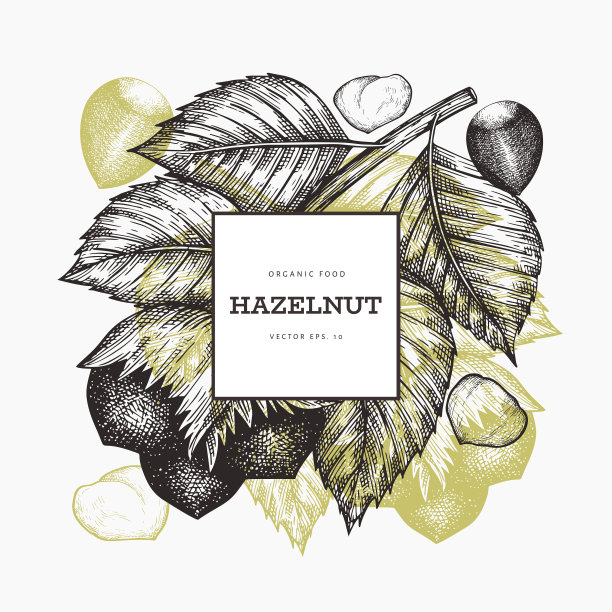 手绘草图榛子设计模板图片下载