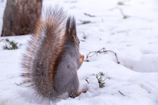 在雪地背景下，一只穿着灰色大衣的松鼠的后视图。松鼠华丽的尾巴。图片下载