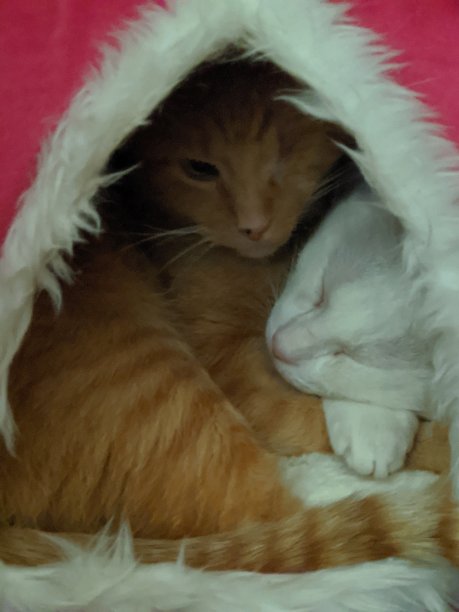 依偎屋图片下载