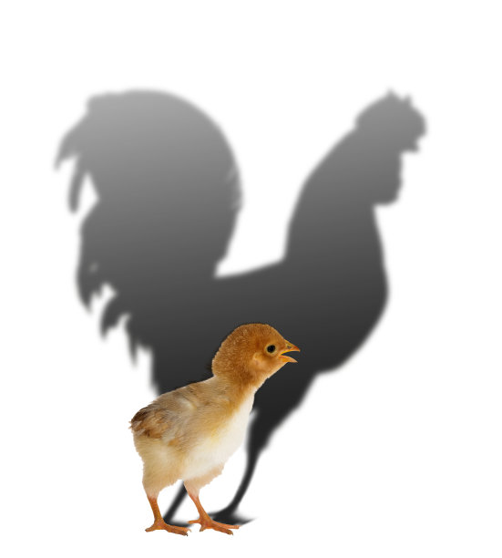 小黄鸡，大公鸡的影子孤立在白色上图片下载