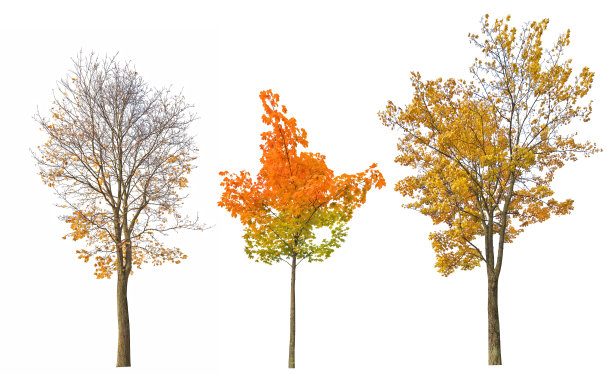 三颗落在白色的枫树上图片下载