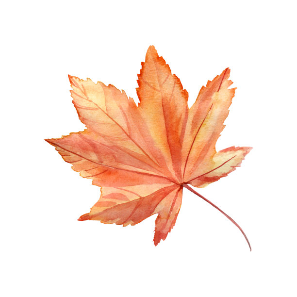 水彩手绘秋枫叶插画。白色背景上的孤立元素。图片下载