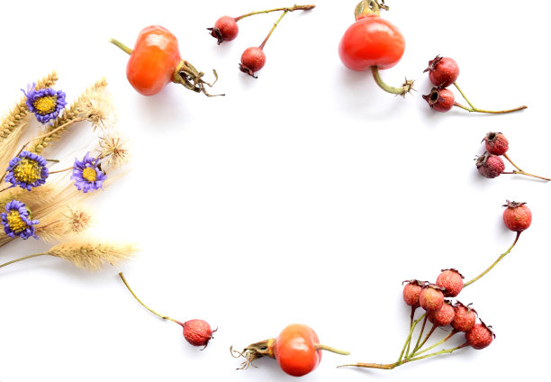秋季白底有野花、草叶和俄罗斯远东山楂、蔷薇果。复制空间，椭圆形框架图片下载