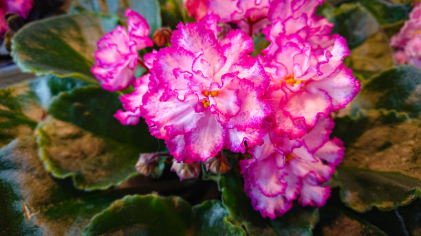 苦苣苔是苦苣苔科的一种植物。纯植物物种(圣紫罗兰)仍然生长在坦桑尼亚的乌桑巴拉山野生，“乌桑巴拉紫罗兰”的名字就是从那里来的。图片下载