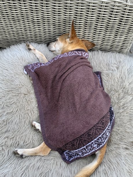 老狗在一个炎热的夏天图片下载