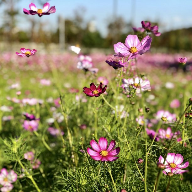 宇宙花盛开图片下载